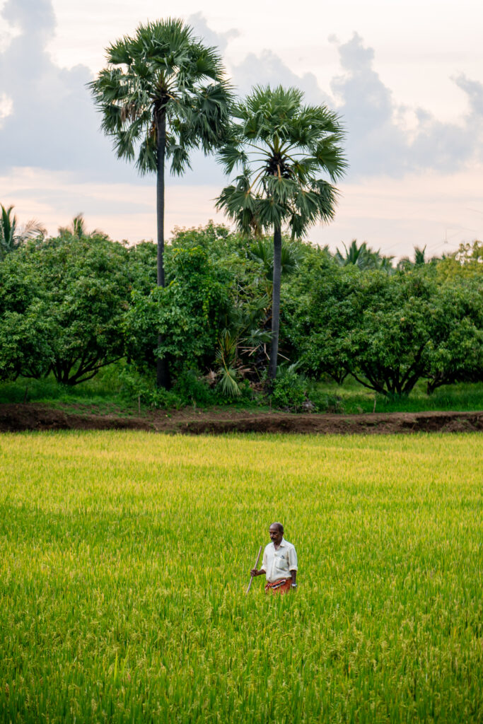 A farmer walking through a paddy field in Kollengode, surrounded by palm trees and village greenery.