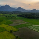 Best Time to Visit Nelliyampathy Foothills for a Quiet Escape