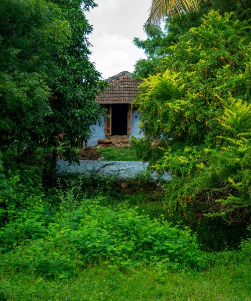 Traditional village house surrounded by lush greenery in Kollengode, Kerala