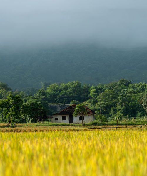 Misty morning view of a small house by the paddy fields in Kollengode, Kerala.