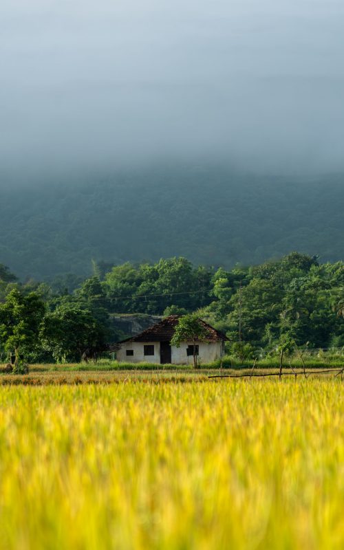 Misty morning view of a small house by the paddy fields in Kollengode, Kerala.
