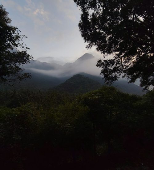 Misty morning at the Nelliyampathy Foothills